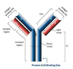 Protein a-a garose re 55000 1 ml