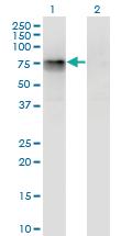 Anti-CBFA2T2 Mouse Monoclonal Antibody [clone: 3A2]