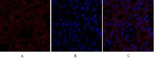 Anti-PPAR gamma 1+2 Rabbit Polyclonal Antibody