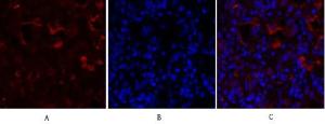 Anti-PPAR gamma 1+2 Rabbit Polyclonal Antibody