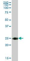 Anti-TSPAN8 Mouse Polyclonal Antibody