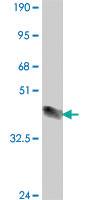 Anti-SEMA6A Mouse Polyclonal Antibody