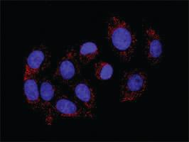 Anti-MAPK3 + DUSP1 Antibody Pair