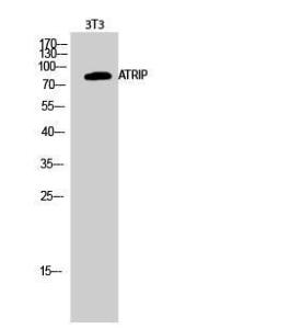 Anti-ATRIP Rabbit Polyclonal Antibody