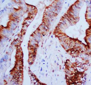 Anti-MAPK1/3 Rabbit Polyclonal Antibody