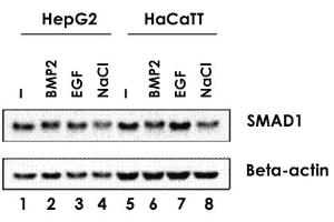 Anti-SMAD1 Rabbit Polyclonal Antibody