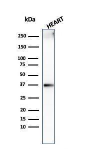 Western blot analysis of human heart tissue lysate using Anti-Histone H1 Antibody [AE-4]