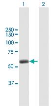 Anti-TRIM45 Mouse Polyclonal Antibody