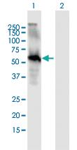 Anti-EGFL6 Mouse Polyclonal Antibody