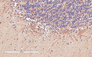 Anti-DAO Antibody (A84465) (2 µg/ml) staining of paraffin embedded Human Cerebellum. Microwaved antigen retrieval with citrate buffer pH 6, HRP-staining