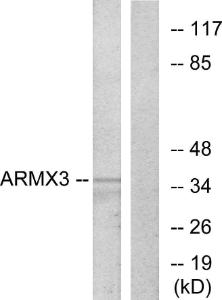 Western blot analysis of lysates from K562 cells using Anti-ARMX3 Antibody. The right hand lane represents a negative control, where the Antibody is blocked by the immunising peptide