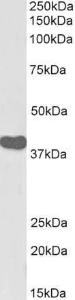 Anti-ILF2 Antibody (A82861/Biotin) (01 µg/ml) staining of Human Tonsil lysate (35 µg protein in RIPA buffer)