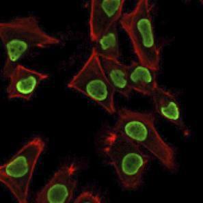 Immunofluorescent analysis of PFA fixed HeLa cells stained with Anti-Histone H1 Antibody [AE-4] followed by Goat Anti-Mouse IgG (CF&#174; 488) (Green) Counterstain is Phalloidin (Red)