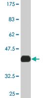 Anti-MAPK6 Mouse Monoclonal Antibody [clone: 4C11]