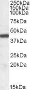 Antibody anti-ILF2 A82862-100 100 µg