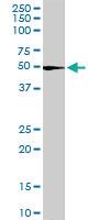 Anti-DDC Goat Polyclonal Antibody