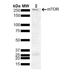 Anti-mTOR antibody