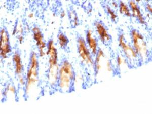 Immunohistochemical analysis of formalin-fixed, paraffin-embedded rat stomach using Anti-Mucin 5AC Antibody [45M1]