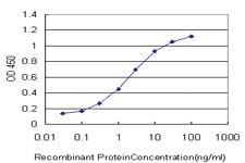 Anti-SCAND1 Mouse Monoclonal Antibody [clone: 2F11]