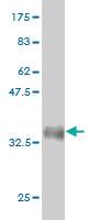 Anti-PCDHGA8 Mouse Monoclonal Antibody [clone: 1C11]