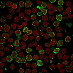 Immunofluorescent analysis of MOLT-4 cells stained with Anti-CD134 Antibody [OX40/3108] followed by Goat Anti-Mouse IgG (CF&#174; 488) (Green). Nuclei are stained with RedDot