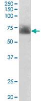 Anti-SLC6A4 Goat Polyclonal Antibody