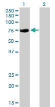 Anti-CBFA2T2 Mouse Monoclonal Antibody [clone: 2C10]