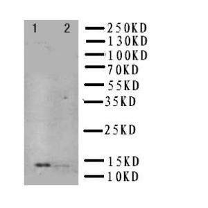 Anti-NGF Rabbit Polyclonal Antibody