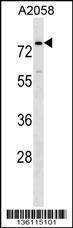 Anti-BCAS1 Rabbit Polyclonal Antibody (PE (Phycoerythrin))