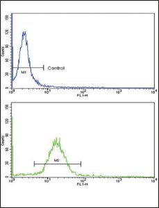 Anti-WNT10B Rabbit Polyclonal Antibody