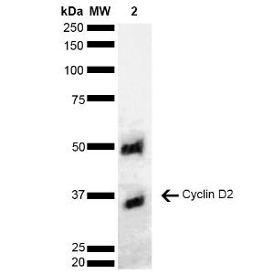 Anti-Cyclin D2 antibody