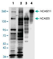 Anti-CASZ1 Rabbit Polyclonal Antibody