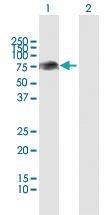 Anti-PLXDC1 Rabbit Polyclonal Antibody