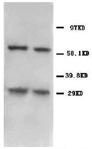 Anti-BNIP3 Rabbit Polyclonal Antibody