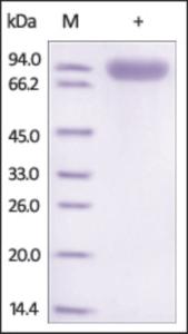 The purity of Mouse ROR1 /NTRKR1 Fc Chimera was determined by DTT-reduced (+) SDS-PAGE and staining overnight with Coomassie Blue.