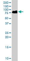 Anti-SLC6A4 Goat Polyclonal Antibody