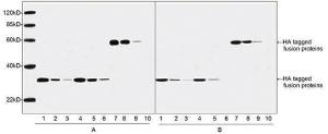 Anti-HA tag Mouse Monoclonal Antibody