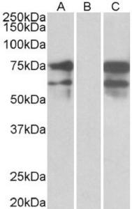 Anti-NRXN1 Goat Polyclonal Antibody