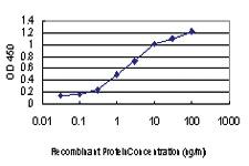 Anti-DDIT3 Mouse Monoclonal Antibody [clone: 2G3]