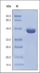 The purity of Protein L was determined by DTT-reduced (+) SDS-PAGE and staining overnight with Coomassie Blue.