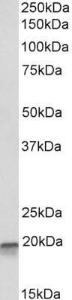 Anti-EEF1E1 Antibody (A82868) (01 µg/ml) staining of K562 lysate (35 µg protein in RIPA buffer) Primary incubation was 1 hour Detected by chemiluminescence