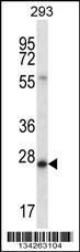 Anti-BCAS2 Rabbit Polyclonal Antibody (FITC (Fluorescein Isothiocyanate))