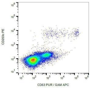 Anti-CD63 antibody