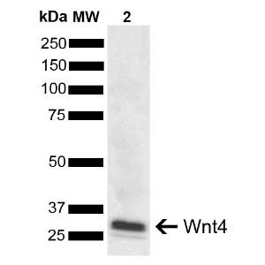 Western blot analysis of human Cervical cancer cell line (HeLa) lysate showing detection of ~3