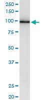 Anti-MAPK6 Polyclonal Antibody Pair