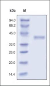 The purity of rh RSPO1 was determined by DTT-reduced (+) SDS-PAGE and staining overnight with Coomassie Blue.