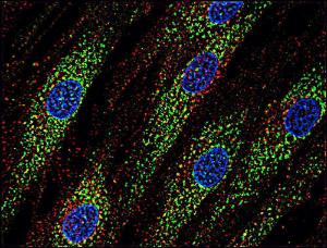 Anti-CD63 antibody