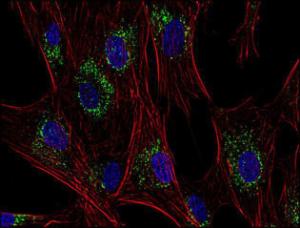 Anti-CD63 antibody