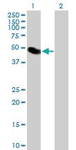 Anti-LYAR Mouse Polyclonal Antibody