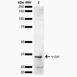 Antibody A304876-100 100 µg